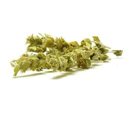 Griechischer Bergtee, Sideritis scardica 100gr